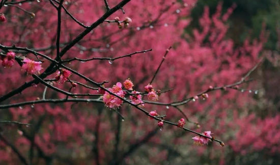 满城尽是梅花香 北仑九峰山进入赏梅探花最佳时节