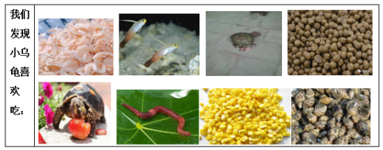 我们的乌龟朋友