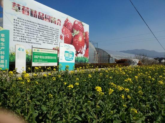 草莓精品园简介