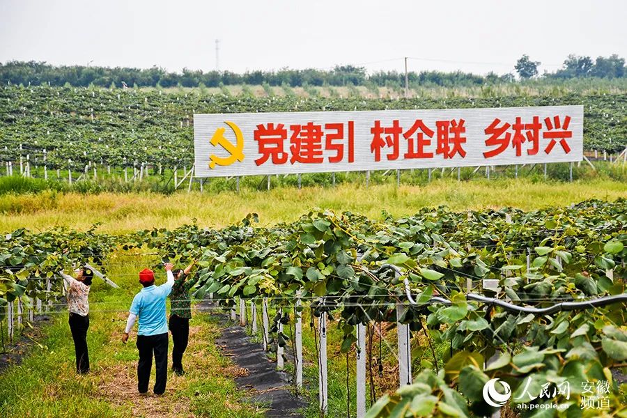 滁州市南谯区章广镇元松村,村民正在修建果树.