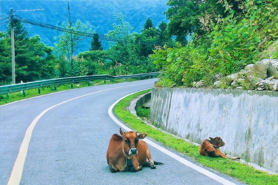 马鬃岭老黄牛 尹正倩摄