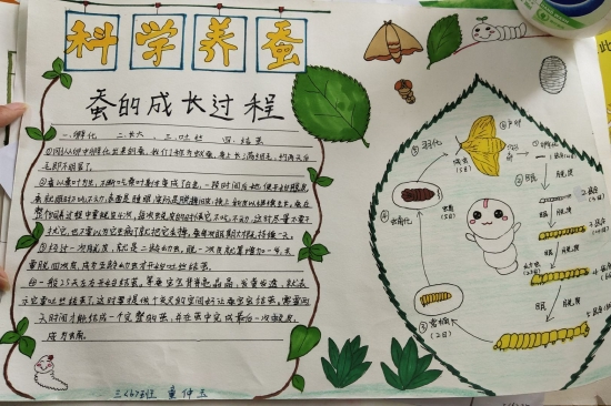 有的学生将养蚕过程做成手抄报形式与全班分享,有的学生将蚕的一生