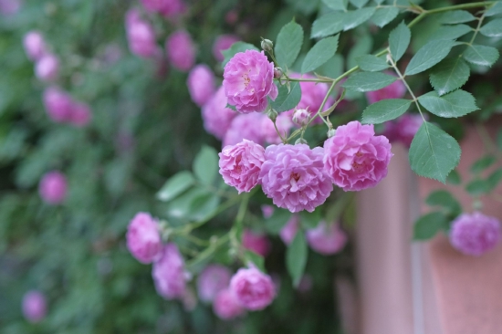 当春末温润的微风吹过操场,一缕缕藤蔓交织的外墙上飘来阵阵幽香,满墙