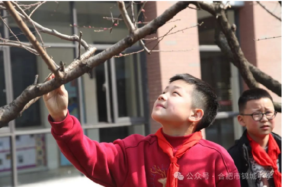 春日剪枝忙校园添新绿合肥市锦城小学红领巾少先大队劳动实践活动
