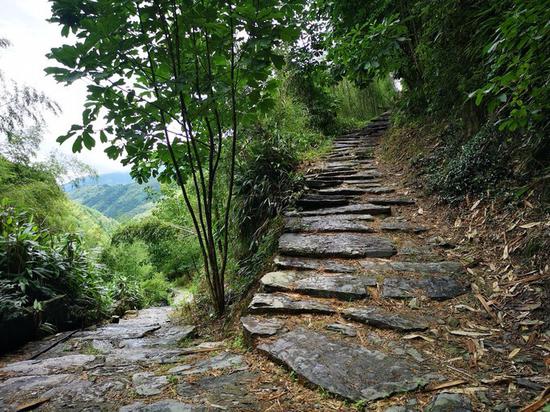 箬岭古道被评为中国最美森林古道