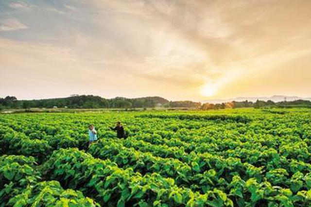 安徽肥西:5万亩桑园助力产业扶贫