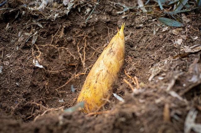 卢村乡:笄山笋摘国字牌,村民致富再添新动力