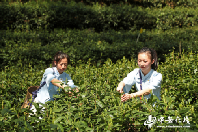  Huangshan: The 8th Taiping Houkui Intangible Cultural Heritage Festival was launched