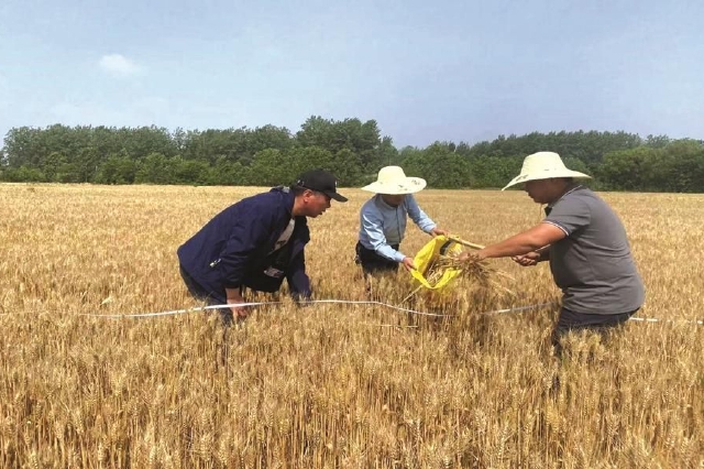 小麦实割测产喜迎丰收年景