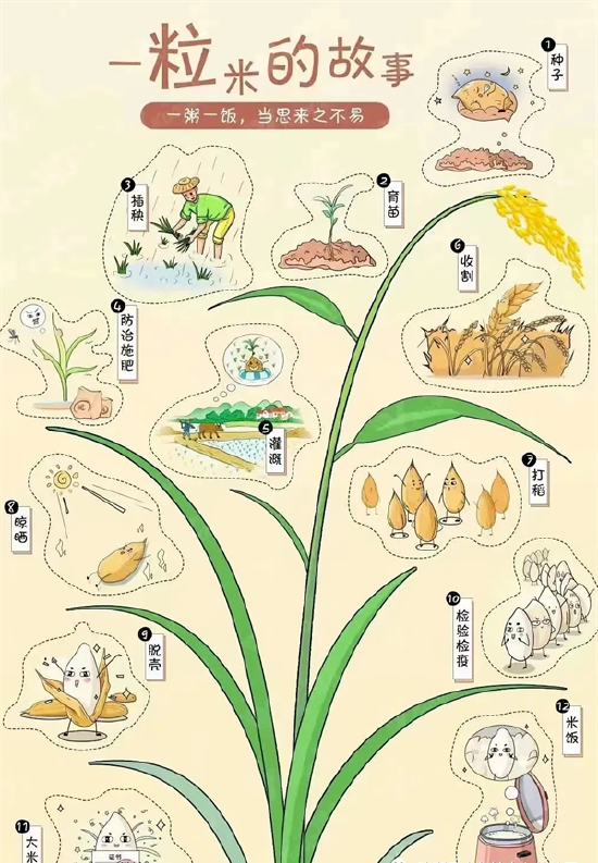 来之不易,老师向孩子们介绍了伟大的袁隆平爷爷,了解袁隆平爷爷的一生