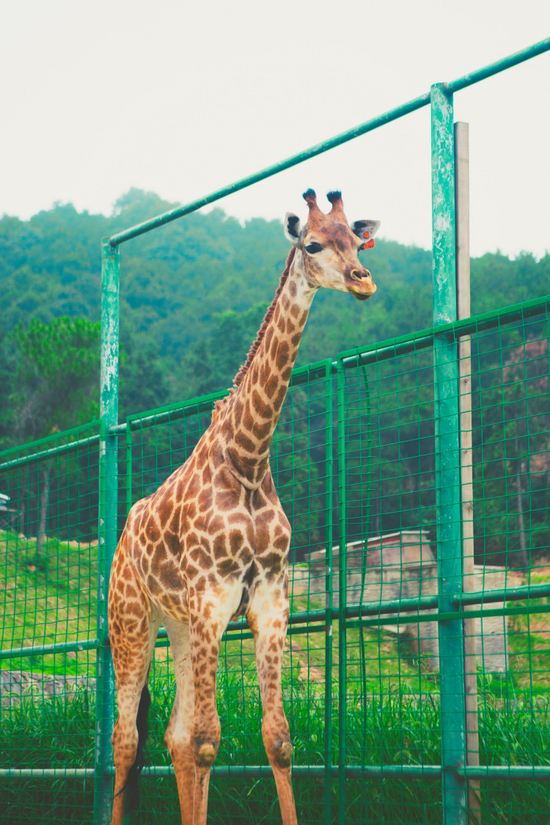 当涂县安徽大青山野生动物园长颈鹿(图源:马鞍山文旅 公众号)