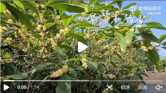 云赏桂:重庆华岩寺桂花香