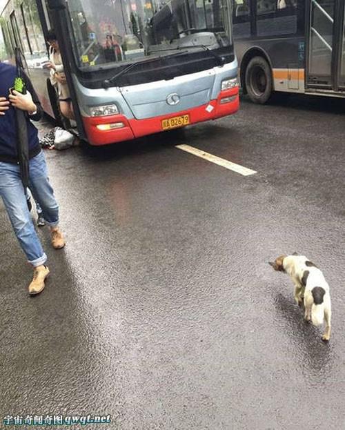 四川女子穿高跟鞋追公交 摔倒后遭碾压身亡
