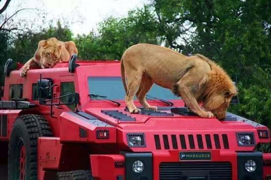 哪些地方可以买到的军车？