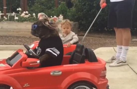 炫酷！美斗牛犬威风“驾车”赶超小主人