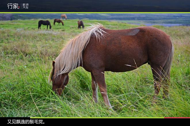 行家：环游冰岛D3 阿克雷里到博尔加峡湾