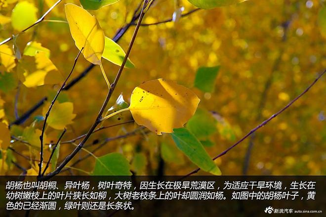 贷款购雷凌 省下5千去见证大西北的秀美