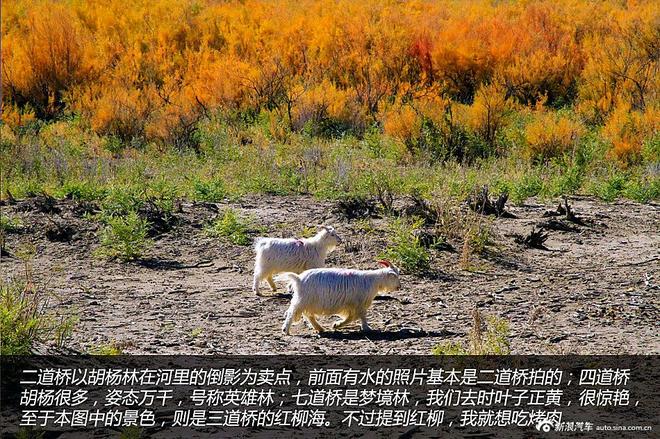 贷款购雷凌 省下5千去见证大西北的秀美