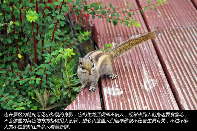 凯美瑞贷款免息1万元 走趟香格里拉