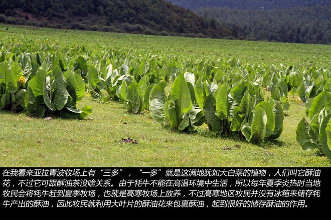 凯美瑞贷款免息1万元 走趟香格里拉