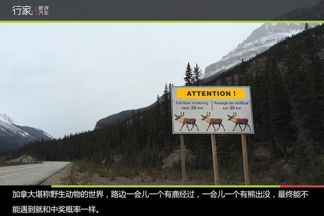 穿越落基山 加拿大“危机四伏”的自驾