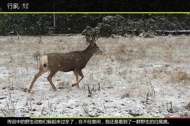 穿越落基山 加拿大“危机四伏”的自驾