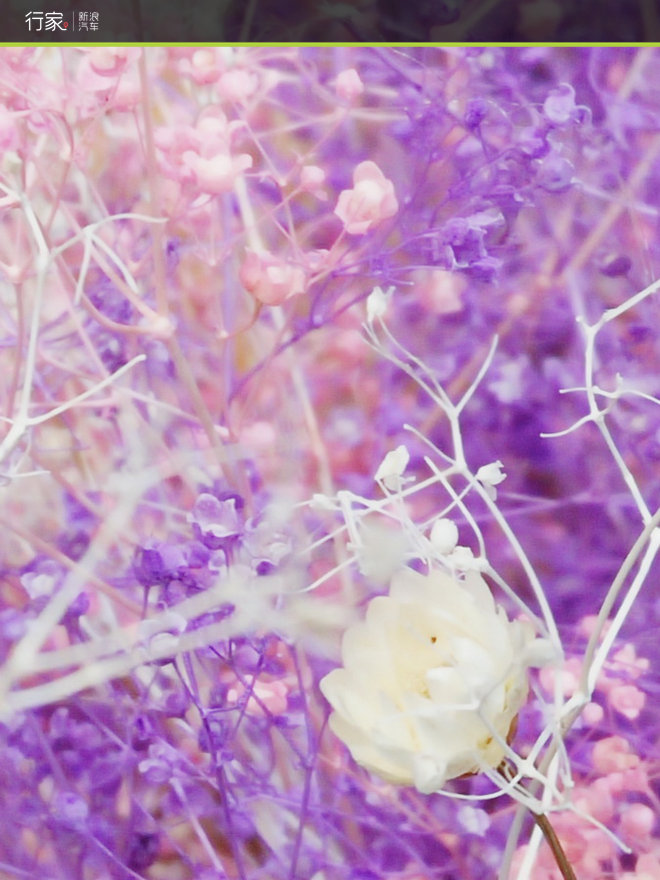 难得的清闲周末 江南古镇偶遇小黄鸭