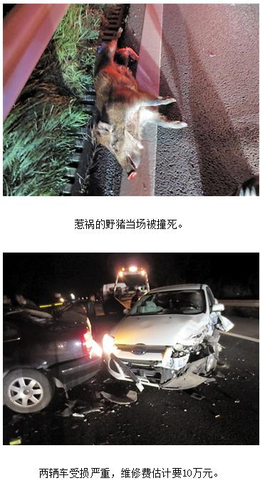 高速撞猪惹车祸 责任谁来负？