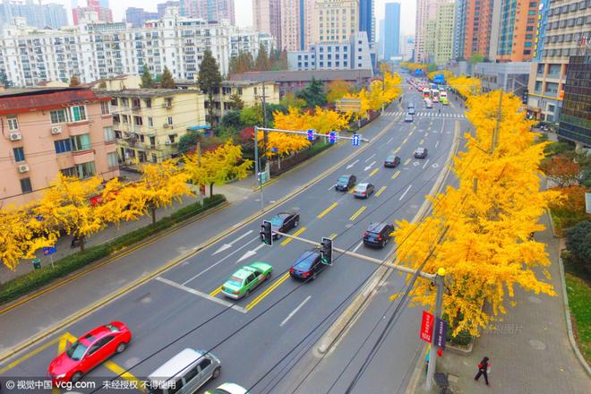 银杏黄了 上海现炫目“金光大道”