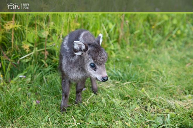 川藏线上的你 世界独一无二的景致看了么