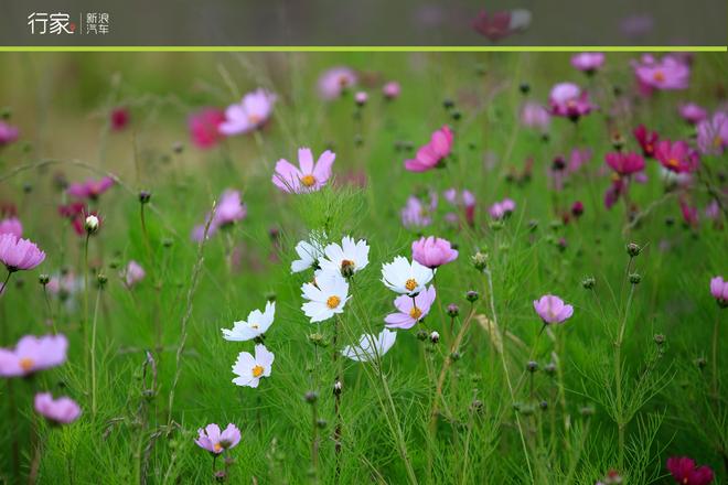 川藏线上的你 世界独一无二的景致看了么