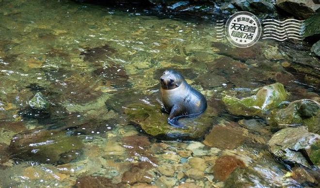 自驾|新西兰初印象 最最最浪漫的蜜月之行