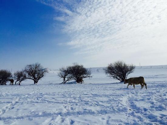 乌兰布统这么玩才够味！