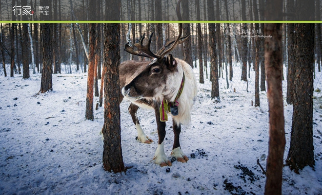 行家|中国最低温 挑战今冬最火的寒冷游戏