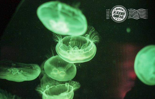 自驾|悉尼暴走10KM 强东奶茶妹缠绵旧地