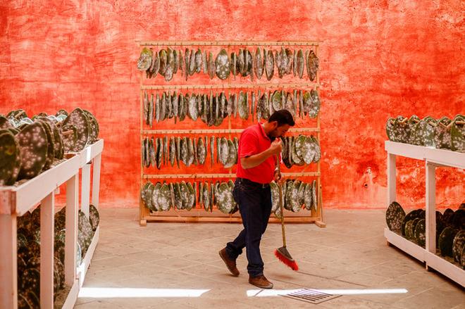 自驾|除了街头甲壳虫 墨西哥人最爱炸昆虫