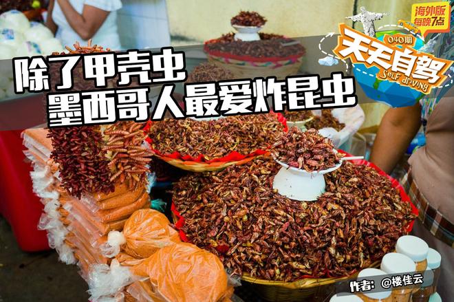 自驾|除了街头甲壳虫 墨西哥人最爱炸昆虫