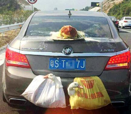 载客汽车不能载货 “后置发动鸡”别任性