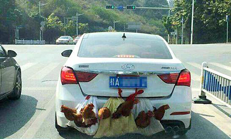 载客汽车不能载货 “后置发动鸡”别任性