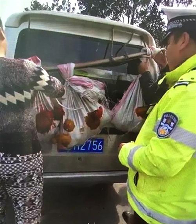 面包车开“外挂”跑高速 车尾悬挂12只鸡