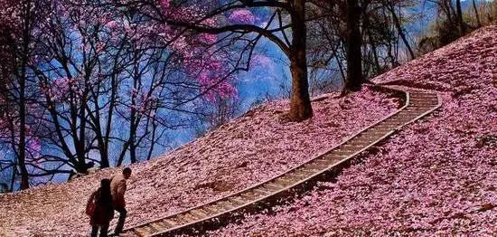 早春最适合自驾旅行的地方！有你想去的吗