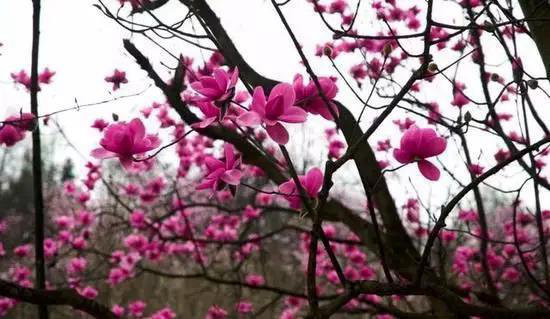 早春最适合自驾旅行的地方！有你想去的吗