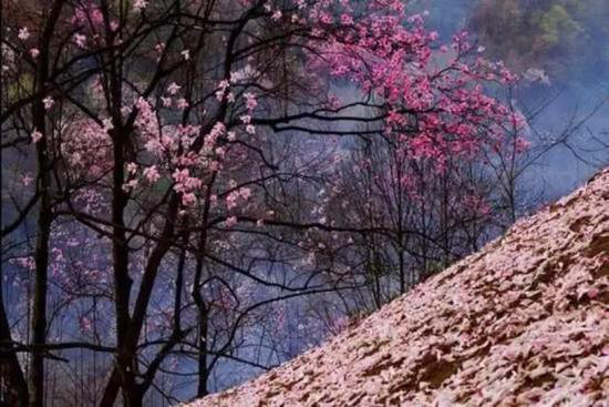 早春最适合自驾旅行的地方！有你想去的吗