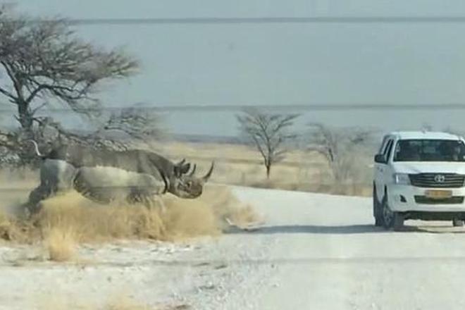 有惊无险！犀牛怒撞丰田越野车