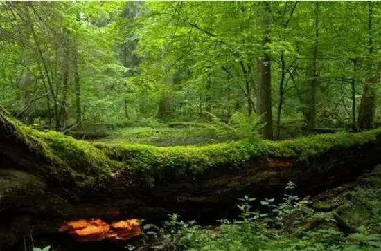 环游世界玩不起？去趟四川就足够了！