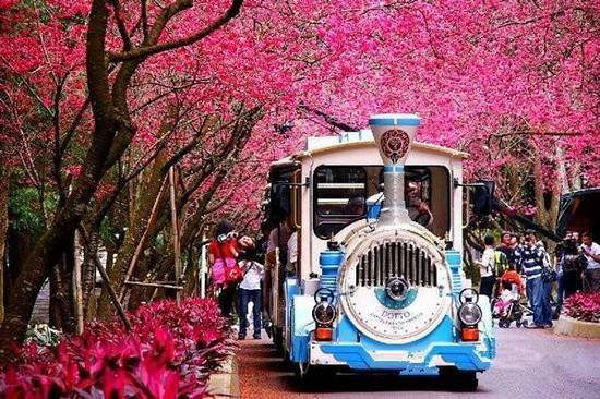 一年疯玩在于春 三月快去自驾旅行吧