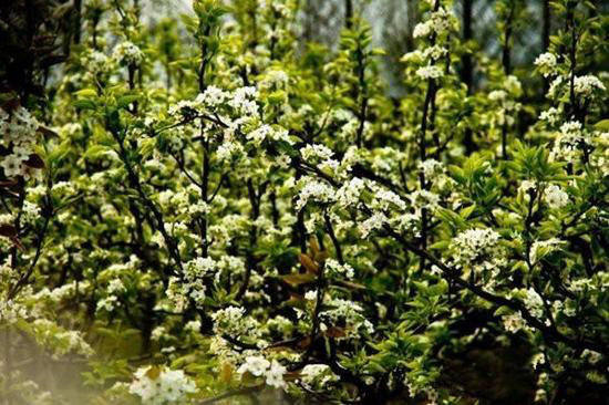 一年疯玩在于春 三月快去自驾旅行吧