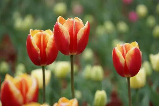 有山有水有花海 三月值得自驾旅游目的地