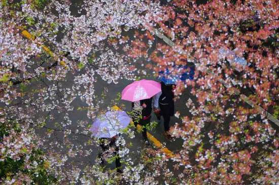 有山有水有花海 三月值得自驾旅游目的地