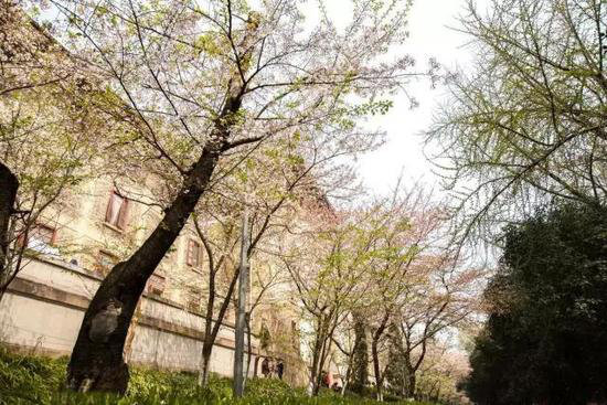 有山有水有花海 三月值得自驾旅游目的地